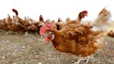 Residents of Dauphin County township egg on changes to chicken policy