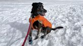 Warm, packable and functional: Ruffwear Quinzee Dog Jacket review