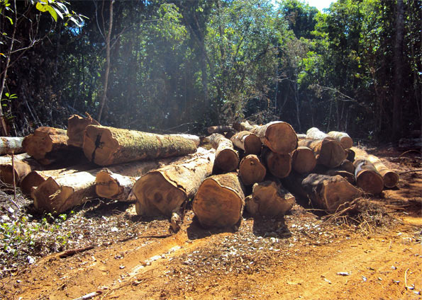 ... , exploração ilegal de madeira na Amazônia cai 50% , diz pesquisa