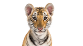 Oakland Zoo’s Rescued Tiger Cub’s Intent Focus On Tiger Documentary Is Priceless