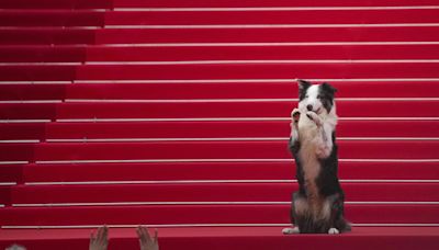 Dogs are real stars of Cannes where actors and canine co-stars share red carpet spotlight