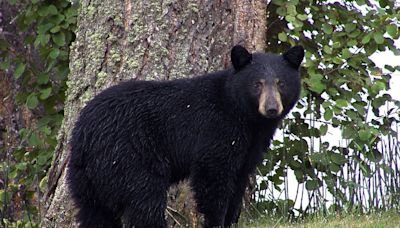 Boonville bear accident sends two men to hospital