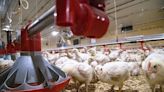 New fact sheet maps risks for Ark. poultry growers | Arkansas Democrat Gazette
