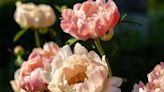 Make garden peonies ‘live for decades’ with expert's ‘crucial’ care tip