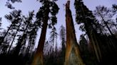 Letters to the Editor: 'Zombie' forests in the Sierra Nevada are a sign of the climate emergency