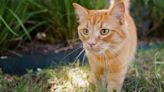 Cat experts claim ginger toms are so feisty because of Vikings