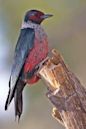 Lewis's woodpecker