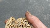 Chuck Martin: How to get rid of mushrooms (not)