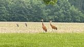 Giant ‘dancing’ birds spotted more and more in Ohio