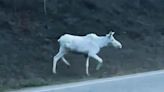 Rare 'Albino Moose' Spotted Strutting Through Canada: 'A Spiritual Moment'