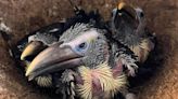 Toucan chicks hatch at Newquay Zoo for first time in 55 years