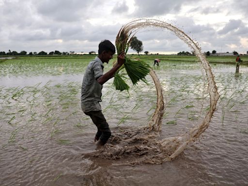 A missed opportunity on kickstarting farm reform