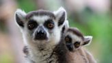 Lemur Mother Wrangling Adorable Newborn Baby Is So Relatable to Human Parents