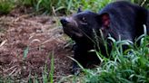 RAW VIDEO: Aussie Zoo Welcomes First Tasmanian Devil Joeys Of 2024 Breeding Season