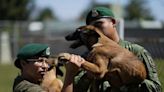 Mexico’s rescue and drug-sniffing dogs start out at army puppy kindergarten - Houston Today