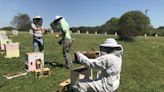 Saving the bees: New vaccine under development at UGA might help save some honeybees