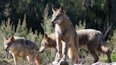 Europa falla contra la ley de Castilla y León que permite cazar lobos