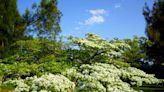 Chinese Fringe Tree: Care and Identification Guide