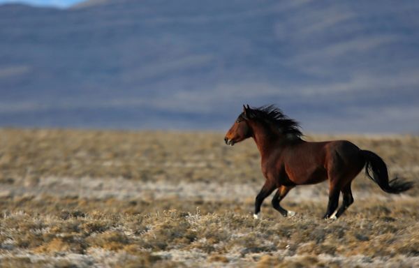 Wild horses' fate is poised for US appeals court showdown