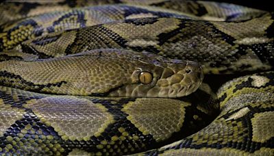 Second mother swallowed whole by python in a month