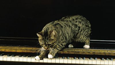 Man Teaches Cat and Labrador Retriever How to Play Piano and It’s Noteworthy