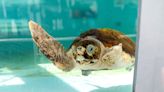 2 injured loggerhead turtles triumphantly crawl into the Atlantic after rehabbing in Florida