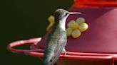 Photo Shoot: Hummingbird season winding down
