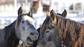 Lack of staff, vaccinations contributed to 145 wild horse deaths in Cañon City