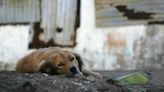 Stray Dogs Are Overwhelming the Islands of Fiji