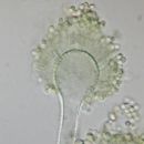 Aspergillus flavus