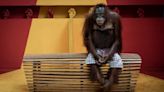Orangutan 'stoically waits' for tourists in award-winning photograph 'See No Evil'