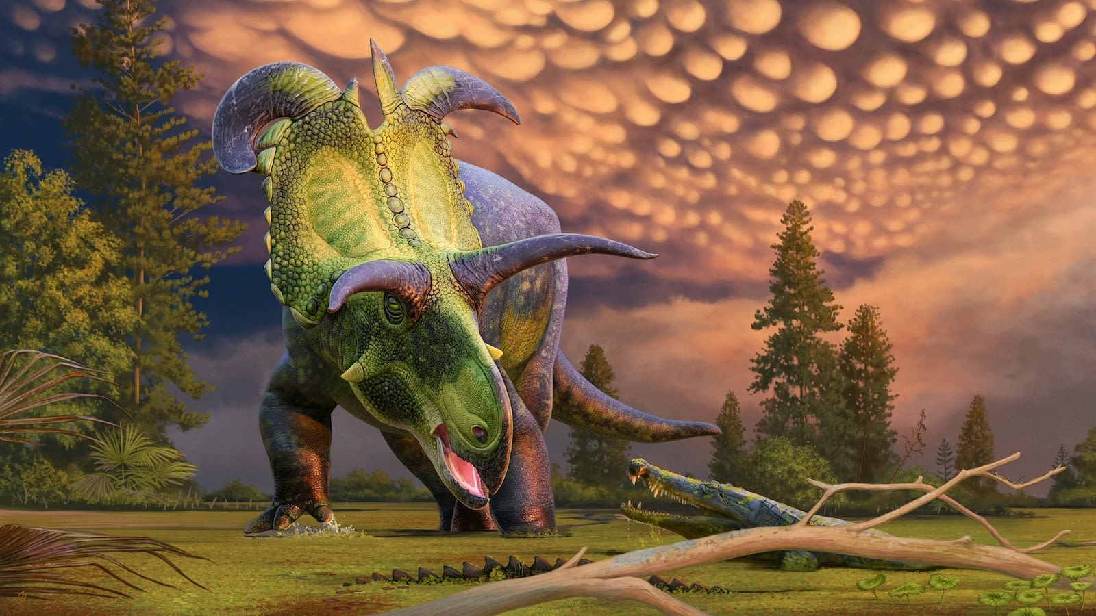 New horned dinosaur species discovered 'largest and most ornate' of its kind ever found