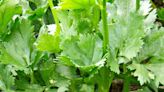 10 Best Celery Companion Plants to Grow Together