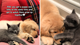 Why raising puppy and kitten together is "best decision" owner ever made