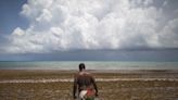 Huge masses of foul-smelling seaweed in the Caribbean could cause headaches for sun-seekers