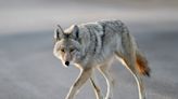 Coyote sightings are happening all over Northeast Ohio including Avon Lake