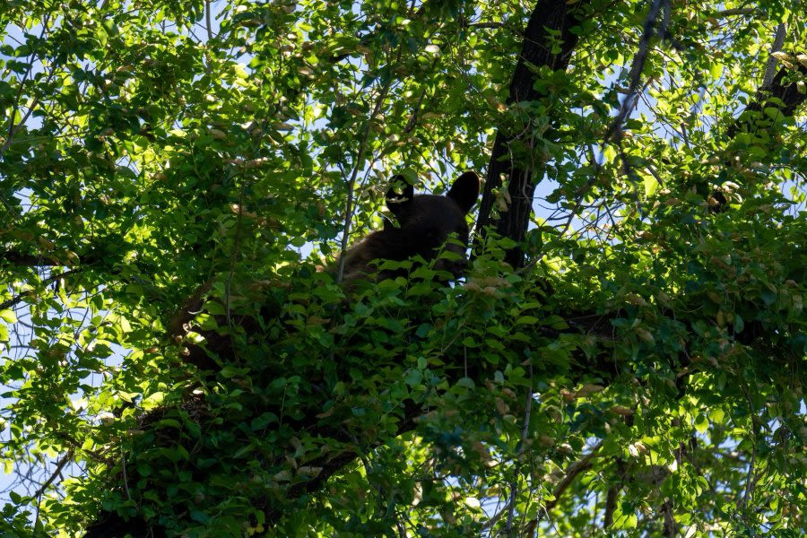 ‘Currently, the bear is in a tree’: SLCPD capture bear in Salt Lake City neighborhood
