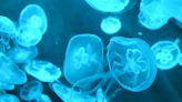 Thousands of jellyfish spotted off coast of Dorset by fisherman