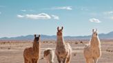 Llama poop sparked 57% more plant growth in a part of the Andes that was barren and ravaged by climate change