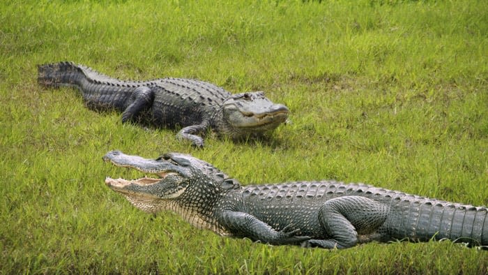 Where the gators are: Florida’s waterways with the most alligators