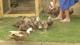 Family releases feathered friends after raising them from birth - WBBJ TV