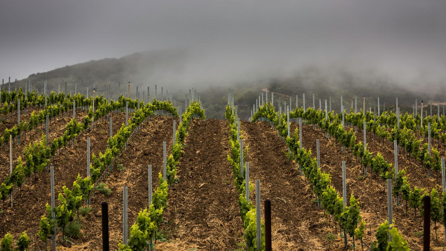 Constellation Brands snaps up California winery Sea Smoke