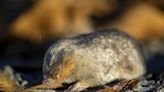 Golden mole thought extinct is spotted in South Africa for first time in 80 years