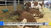 USDA: Bird flu meat didn't enter food supply - ABC Columbia