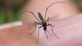 Minnesota mosquito population at highest level in 3 years, still below overall average