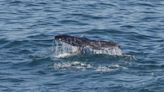 Pacific coast gray whales have gotten 13% shorter in the past 20-30 years, Oregon State study finds