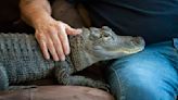 Wally, the emotional support alligator once denied entry to a baseball game, is missing