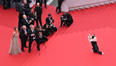 At Cannes, the Dogs Were Good Again This Year