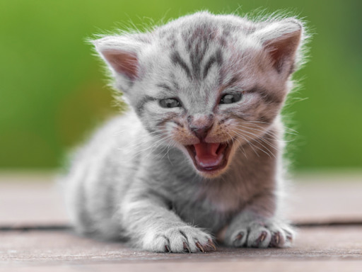 Shelter Kitten Will 'Stop Crying If Someone Holds Him' and People Can't Take It