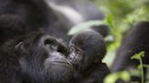 Fort Worth Zoo Shares Most Precious Moment Between Gorilla Mom and Baby